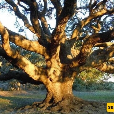 Woman Tied to a Tree by Her Husband for 40 Days