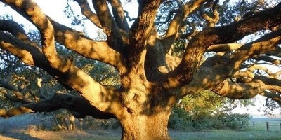 Woman Tied to a Tree by Her Husband for 40 Days