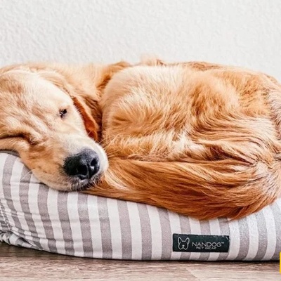 Why Do Dogs Twitch in Their Sleep? Normal Behavior or a Warning Sign?