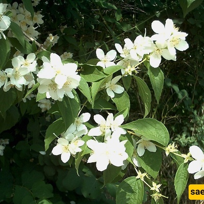 Growing and Caring for Tree Daffodil: A Complete Guide