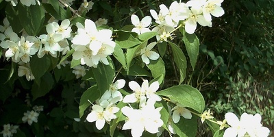 Growing and Caring for Tree Daffodil: A Complete Guide