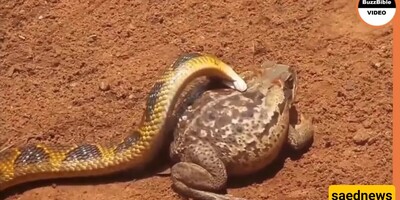 (Video) Wildlife Documentary / Water Snake vs. Spotted Marsh Frog