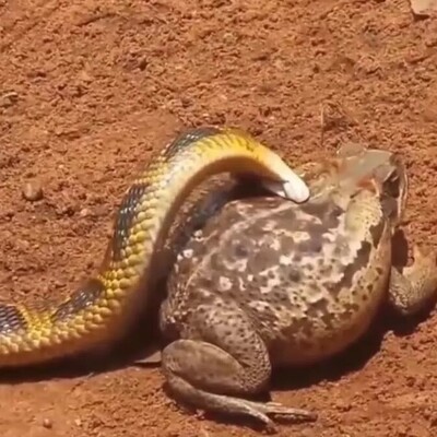 (Video) Wildlife Documentary / Water Snake vs. Spotted Marsh Frog