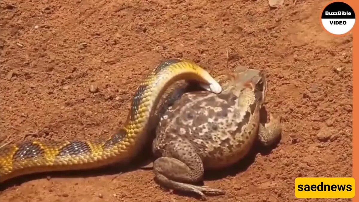 (Video) Wildlife Documentary / Water Snake vs. Spotted Marsh Frog