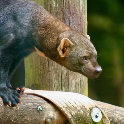 Watch | A Weak Opossum Being Preyed Upon by a Tayra
