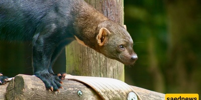 Watch | A Weak Opossum Being Preyed Upon by a Tayra