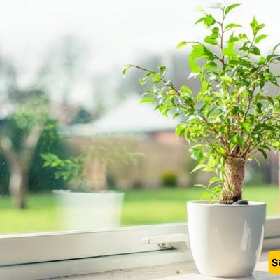 How Morning Light Affects the Growth of Indoor Plants