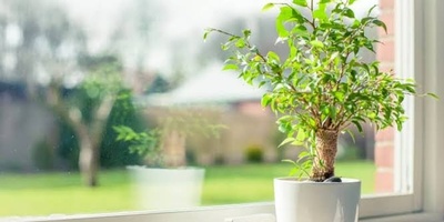 How Morning Light Affects the Growth of Indoor Plants