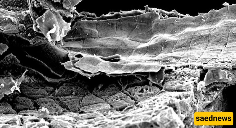 Microscopic image of the internal microstructure of the vessel containing particles of emmer wheat grains.