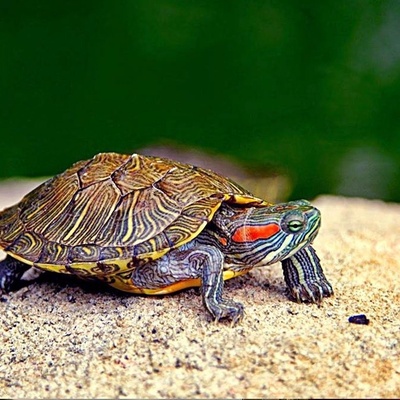 Choosing a Giant Tortoise as a Pet and Walking with It