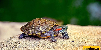 Choosing a Giant Tortoise as a Pet and Walking with It