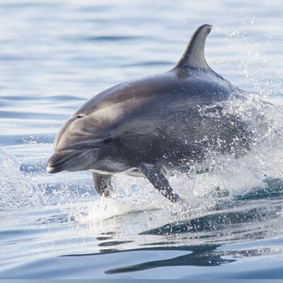 Why Social Media Misunderstands Dolphins: Setting the Record Straight