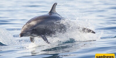 Why Social Media Misunderstands Dolphins: Setting the Record Straight