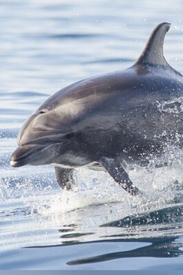 Why Social Media Misunderstands Dolphins: Setting the Record Straight