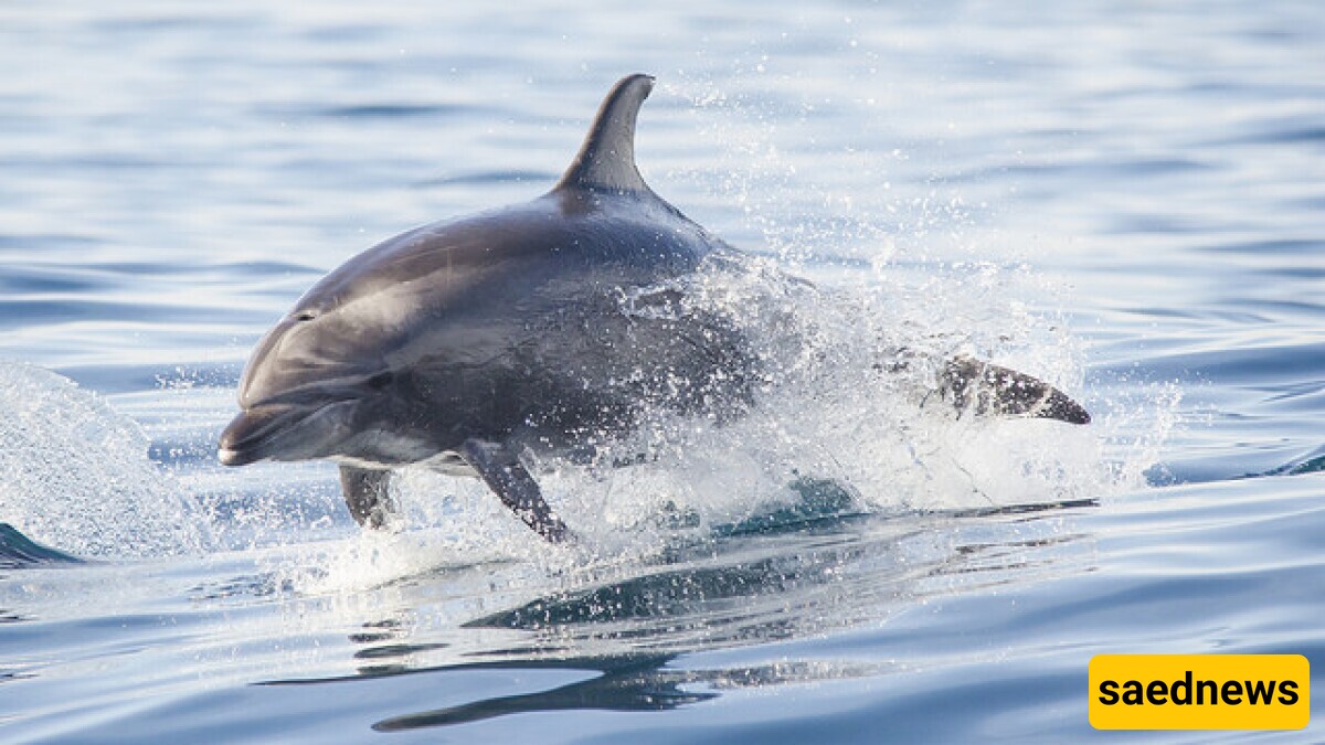 Why Social Media Misunderstands Dolphins: Setting the Record Straight