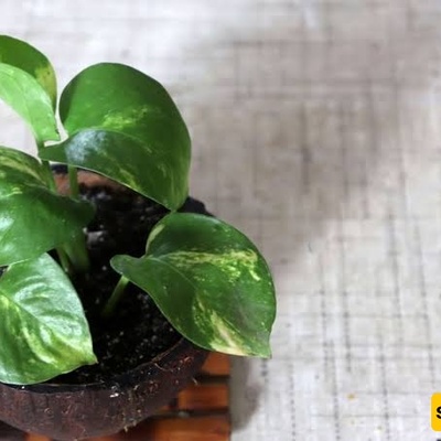 The Best Way to Care for a Pothos Plant at Home (Golden Pothos)