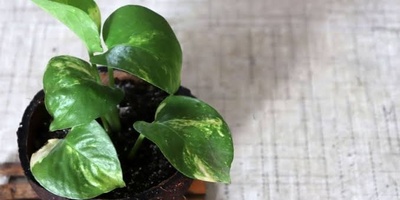 The Best Way to Care for a Pothos Plant at Home (Golden Pothos)
