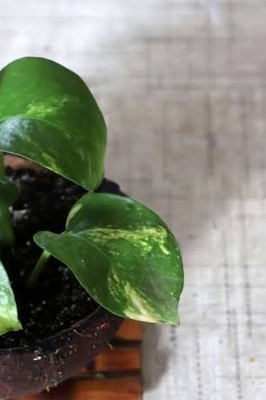 The Best Way to Care for a Pothos Plant at Home (Golden Pothos)