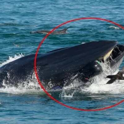The Moment a Young Kayaker Was swallowed by a whale / Can you believe the whale changed its mind and brought him back to life!