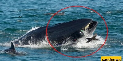 The Moment a Young Kayaker Was swallowed by a whale/ Can you believe the whale changed its mind and brought him back to life!