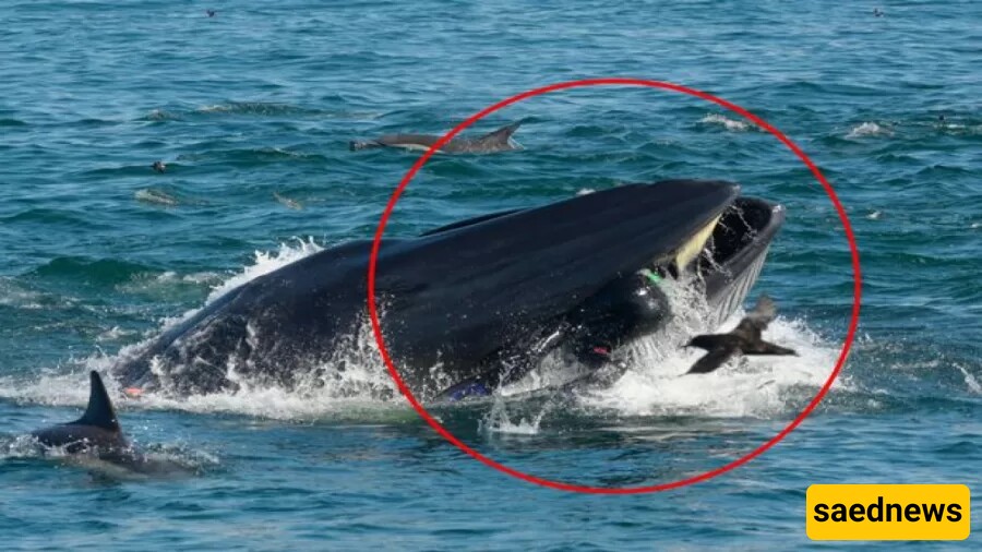 The Moment a Young Kayaker Was swallowed by a whale/ Can you believe the whale changed its mind and brought him back to life!