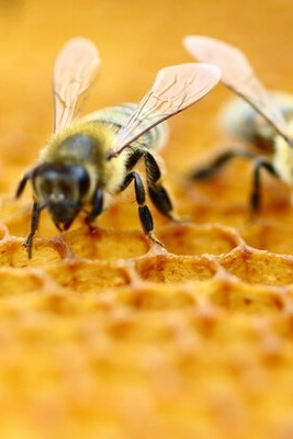 Over 7,600 Tons of Honey Produced Annually in Isfahan Prov.