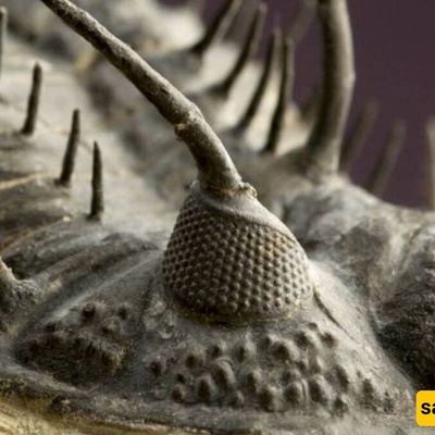 For Animal Enthusiasts: This Creature Has Eyes Made of Stone