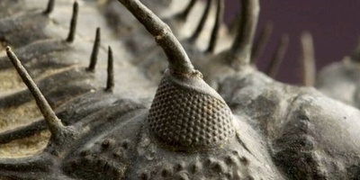 For Animal Enthusiasts: This Creature Has Eyes Made of Stone