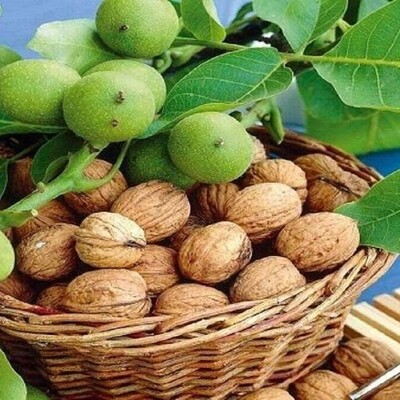 Benefits of Walnut Leaf Extract for Weight Loss