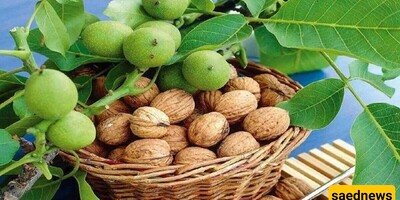 Benefits of Walnut Leaf Extract for Weight Loss