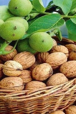 Benefits of Walnut Leaf Extract for Weight Loss