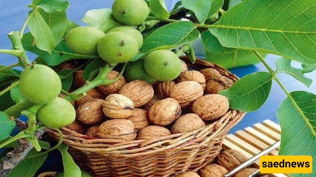 Benefits of Walnut Leaf Extract for Weight Loss