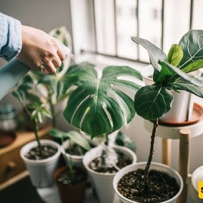 Why Do Variegated Plants Turn Green?