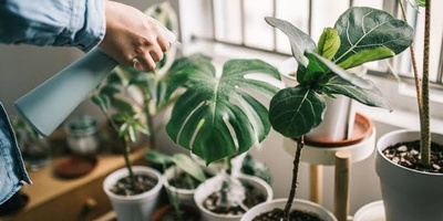 Why Do Variegated Plants Turn Green?