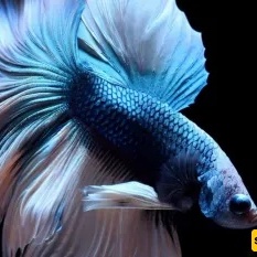 Why You Shouldn’t Buy a Betta fish as a Pet