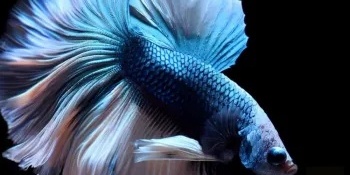 Why You Shouldn’t Buy a Betta fish as a Pet