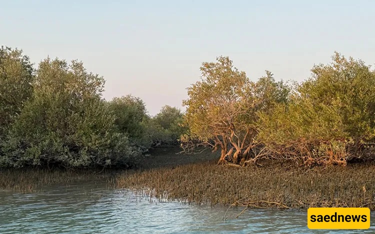 Hara Mangrove Forests