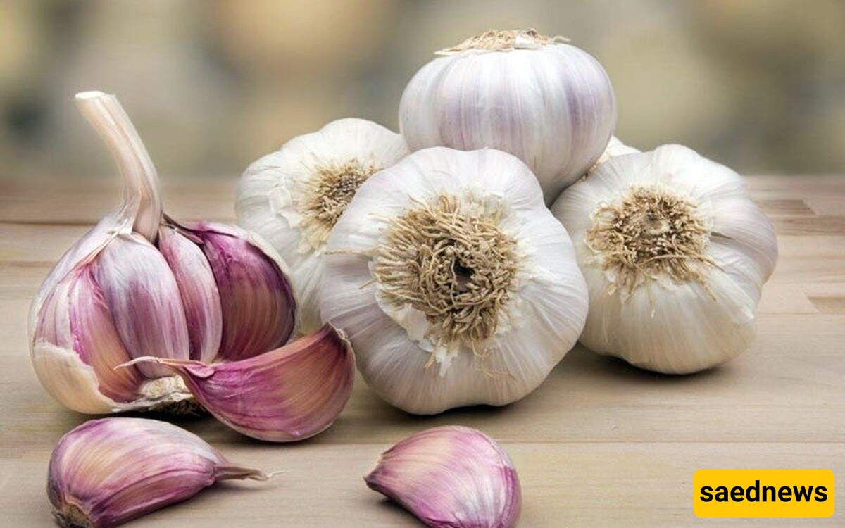 Garlic