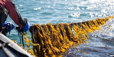 Six Foods Likely to Gain Popularity as the Planet Warms