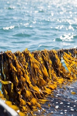 Six Foods Likely to Gain Popularity as the Planet Warms