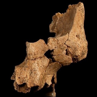 Photo | The Most Mysterious Face in History / Discovery of the Oldest Human Fossil in Western Europe