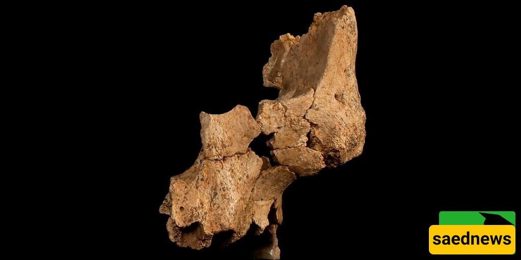 Photo | The Most Mysterious Face in History / Discovery of the Oldest Human Fossil in Western Europe