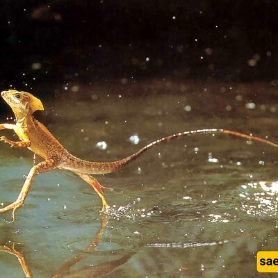 Basilisk: Nature’s Water-Walking Wonder