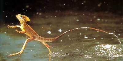 Basilisk: Nature’s Water-Walking Wonder