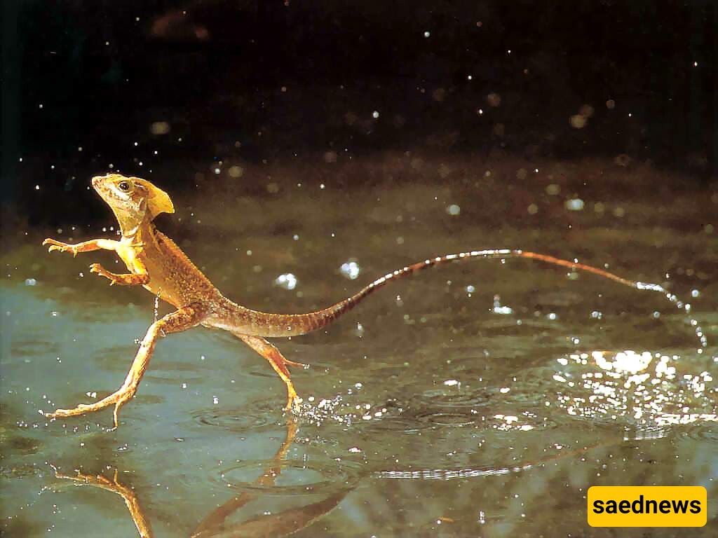 Basilisk: Nature’s Water-Walking Wonder