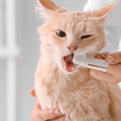 Why Animals Don’t Need to Brush Their Teeth