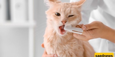 Why Animals Don’t Need to Brush Their Teeth