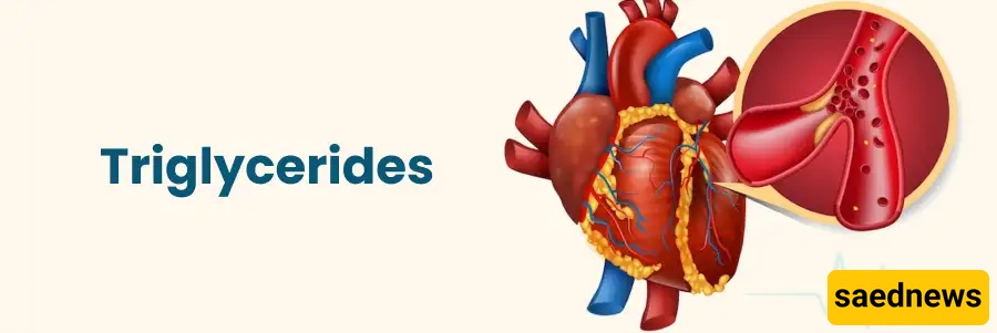 Triglyceride 