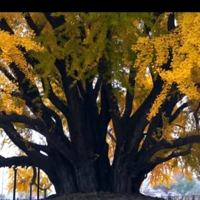 The Most Beautiful Tree on Earth: An Amazing 860-Year-Old Tree + Photos