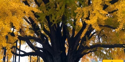 The Most Beautiful Tree on Earth: An Amazing 860-Year-Old Tree + Photos